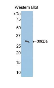 41602