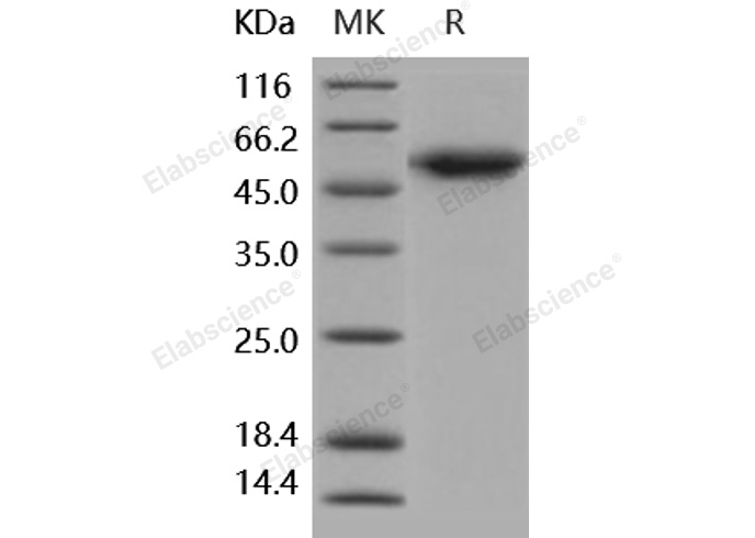 Валидация Elabscience PKSH031899(2516)