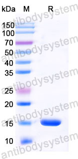 Валидация SDS-PAGE - AntibodySystem RHC13901