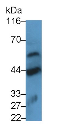 48237