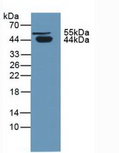 5455