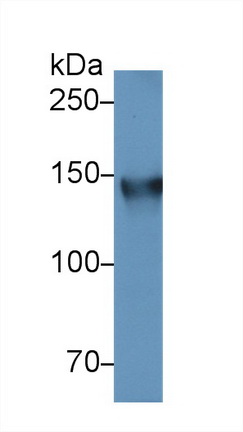 13093