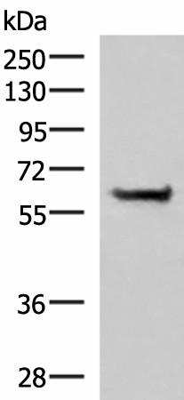 Валидация Elabscience E-AB-52989