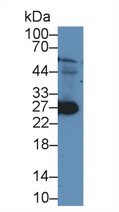 12447