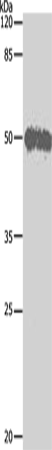 Валидация Elabscience E-AB-13863