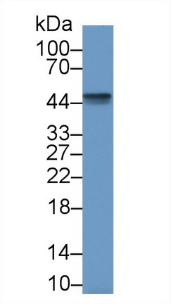 13089