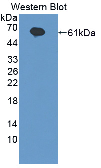 57172