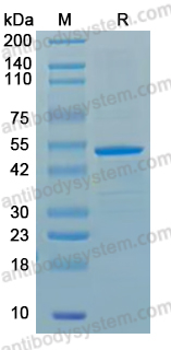 YVV45101, SDS-PAGE