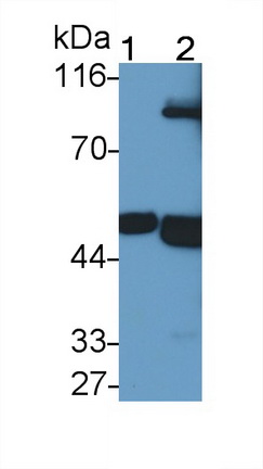 23062
