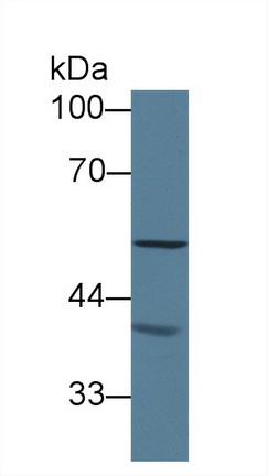 12402