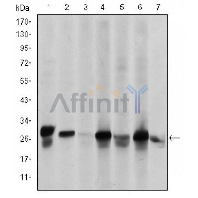 Валидация Affinity BF0624 - 5331