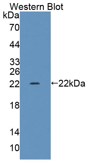 58845