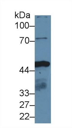 14075