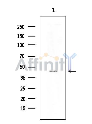 Валидация Affinity AF5325 - 2893