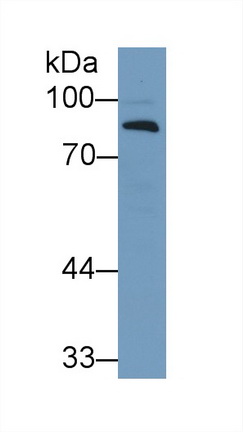 9667
