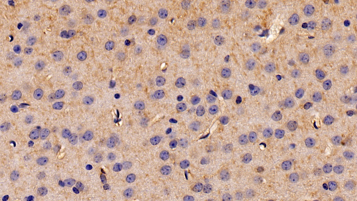 23224