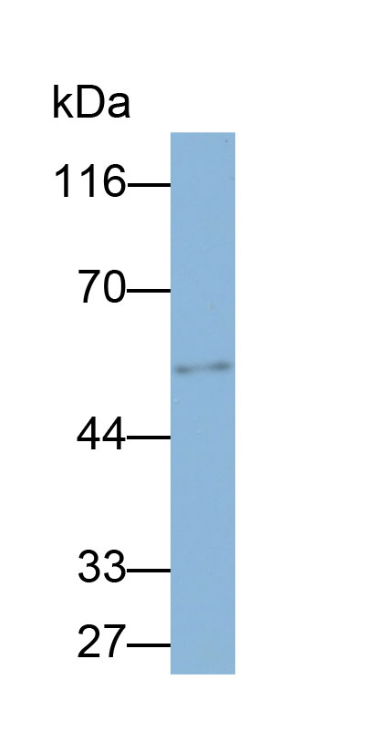 32857