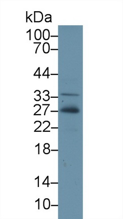 10279