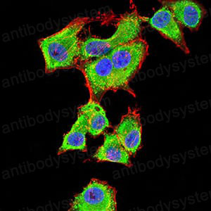 Валидация IF - AntibodySystem RHD97506