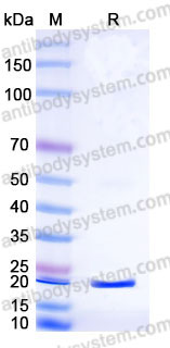 YHB60302, SDS-PAGE
