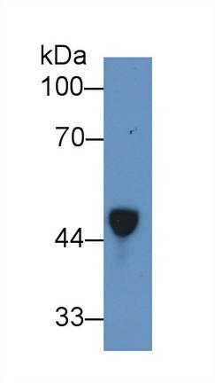 12062