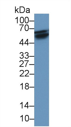 28385