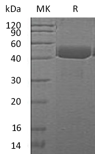 Валидация Elabscience PKSM041211(5116)