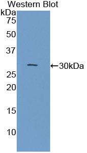 52159