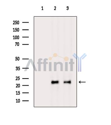 Валидация Affinity DF8767 - 20797