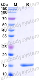 Валидация SDS-PAGE - AntibodySystem RVV02822
