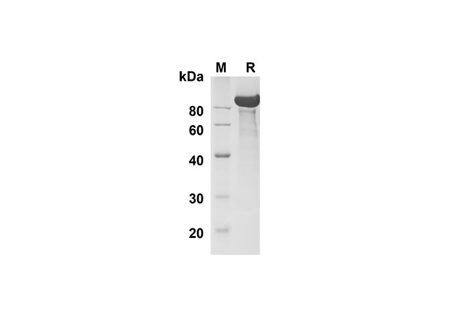 Валидация Elabscience PDMH100302(914)