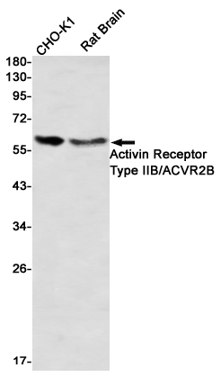 Валидация WB - AssayVector ARM2138 (1140)
