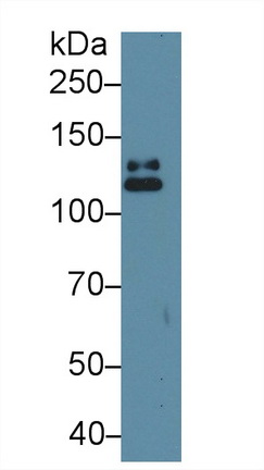 13564