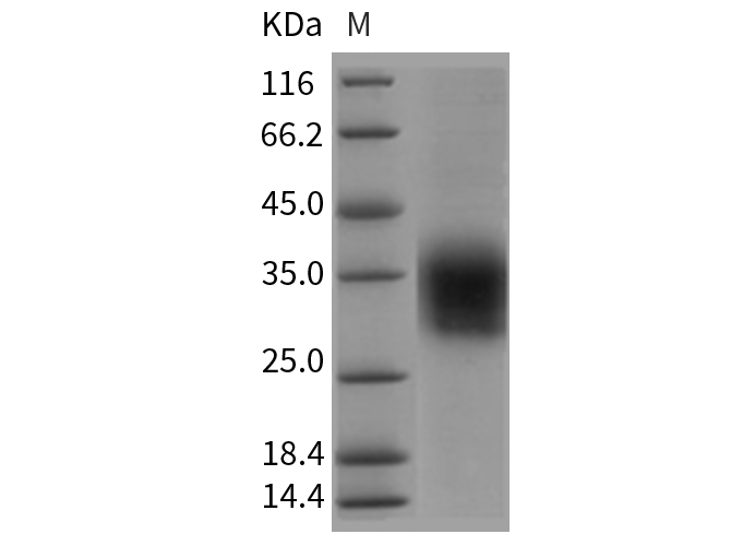Валидация Elabscience PKSR030276(5623)