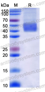 EHJ59502, SDS-PAGE