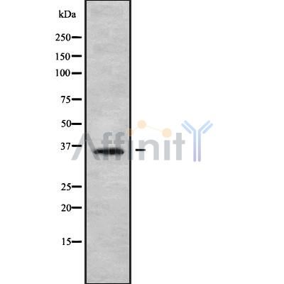 Валидация Affinity DF10231 - 5808