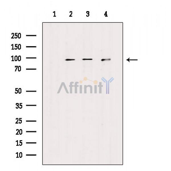 Валидация Affinity AF6730 - 3981