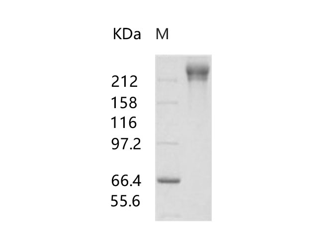 Валидация Elabscience PKSV030187(5964)