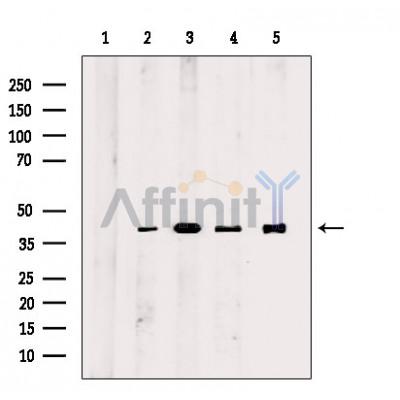 Валидация Affinity T0021 - 23063