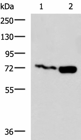 Валидация Elabscience E-AB-18185