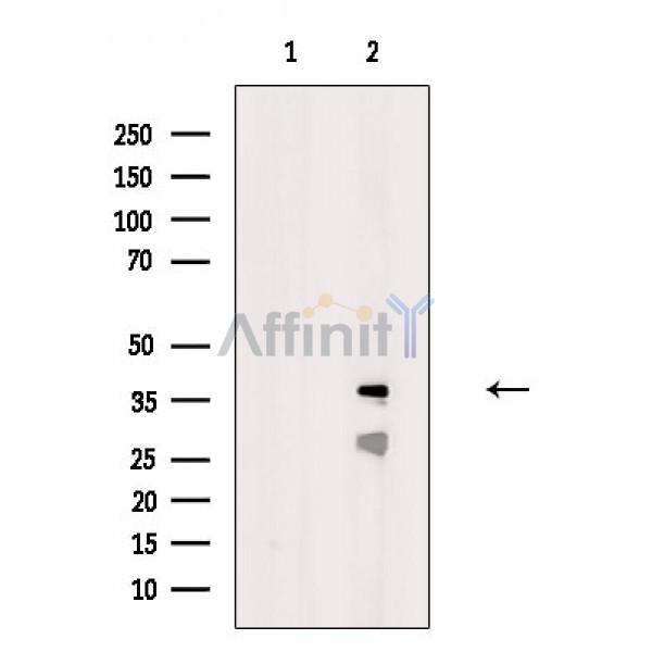 Валидация Affinity DF2435 - 13047