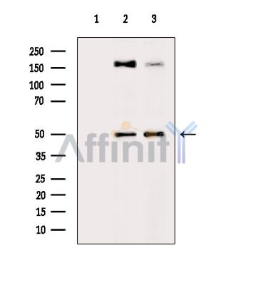 Валидация Affinity DF14145 - 9949