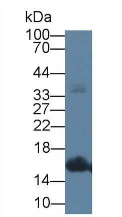 13655