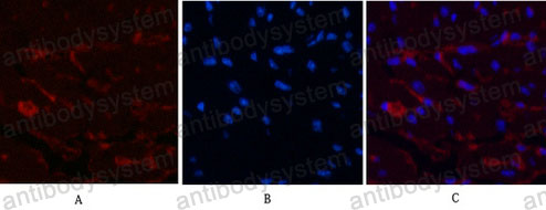 Валидация IF - AntibodySystem RHC18706