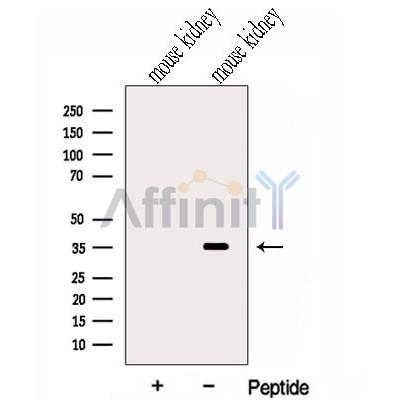 Валидация Affinity DF13040 - 7874