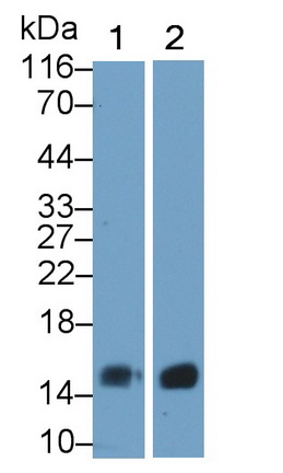 36291