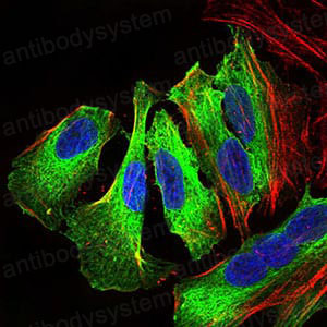 Валидация IF - AntibodySystem RHH28304