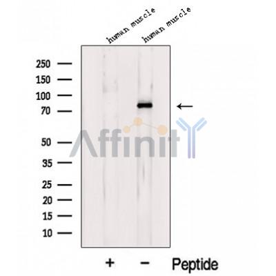Валидация Affinity DF12652 - 7296