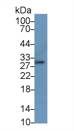 13274