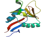 C-Type Lectin Domain Family 4, Member L (CLEC4L)